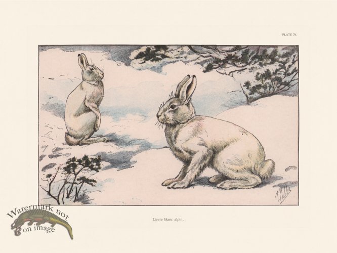 (image for) Les Chiens 076