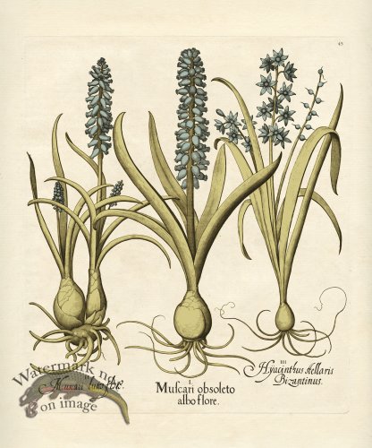 Besler Botanical 045 BG