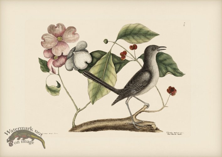 (image for) 027 Mock Bird