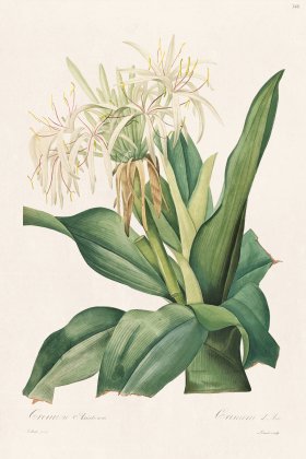 Les Liliacees Redoute 348