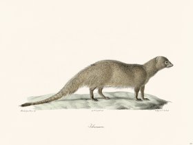 Cuvier 221 Jchneumon