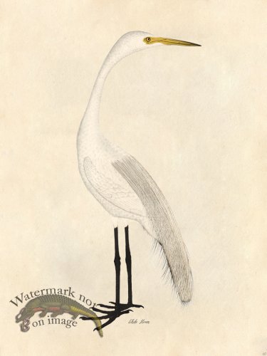 White Heron - Tribute Bd 07