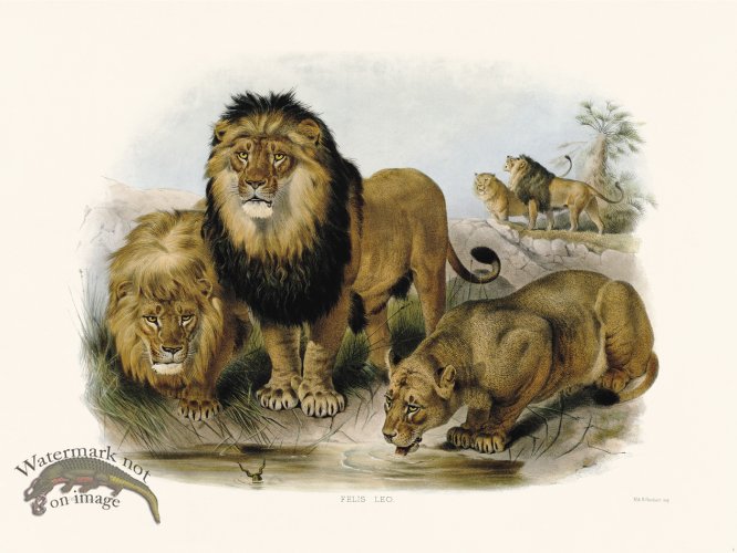 (image for) Elliot Cat 01 Lion