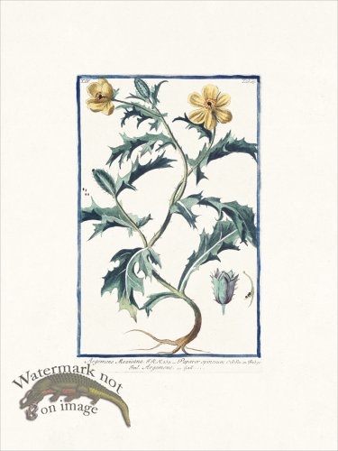 (image for) Bonelli 365 pricklypoppy