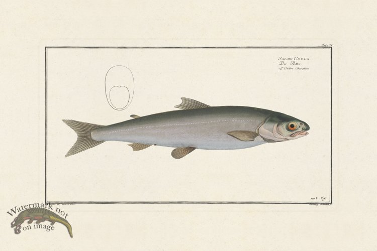 (image for) BLOCH FISH 101