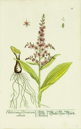 Blackwell German 018