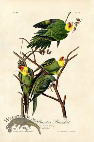 (image for) Carolina Parrot