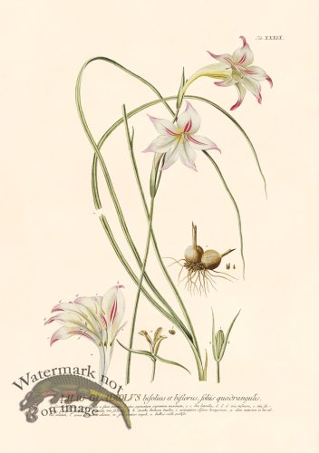 (image for) Trew Botanical 39