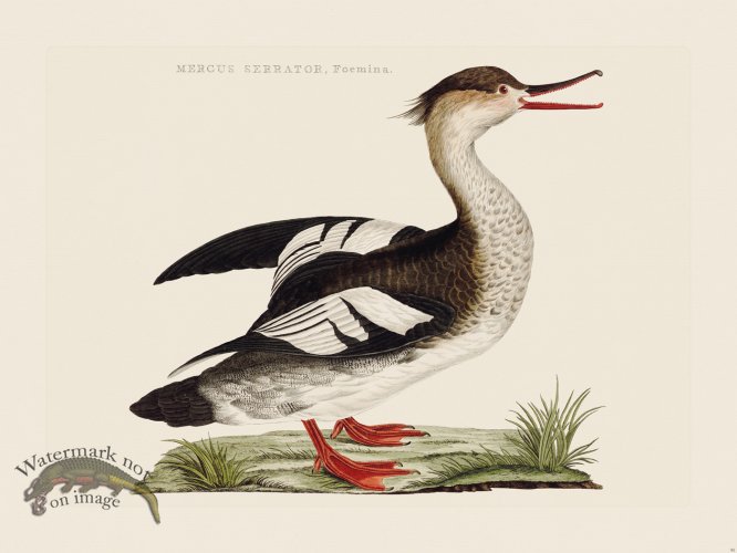 (image for) Nozeman Bird 091