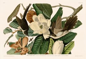 032 Black billed Cuckoo