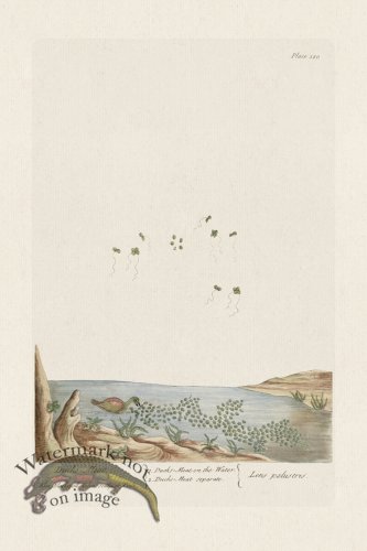 (image for) BEE 380 DucksMeat