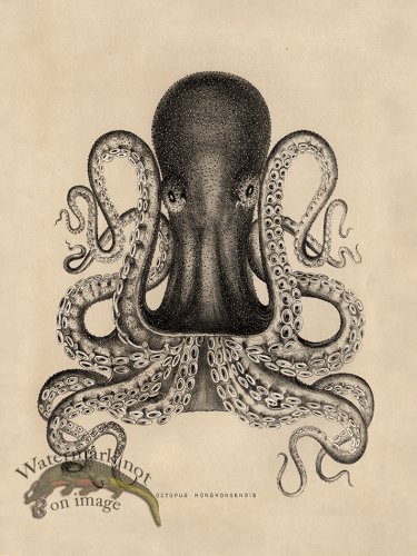 (image for) Octopus Tan 02