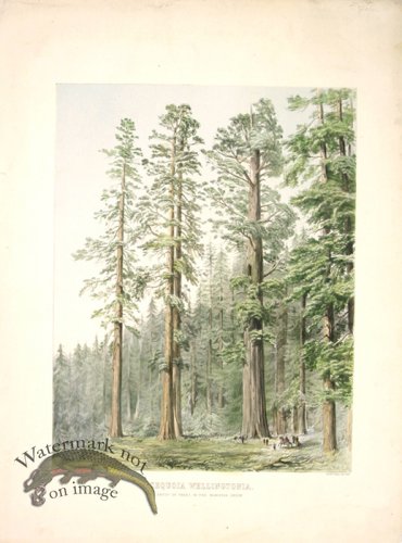 (image for) Lawson Tree 18