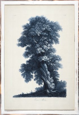 Blue Trees in Distressed White 05