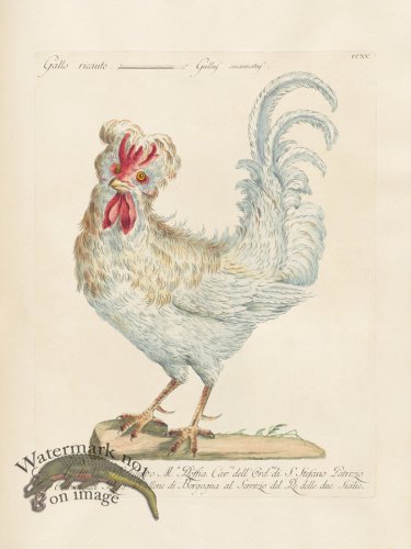 (image for) Manetti 215