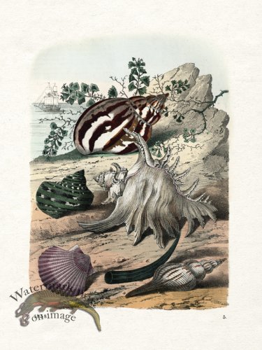 (image for) Shell BOTW 05