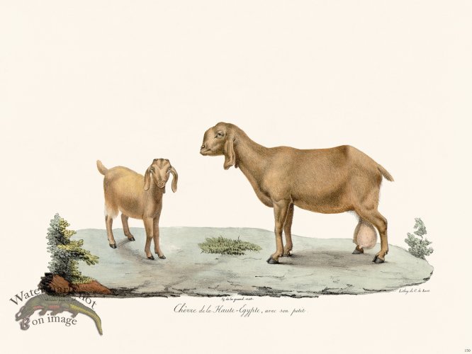 (image for) Cuvier 150 Hour of Upper Egypt