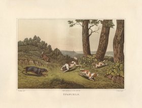 (image for) Spaniels