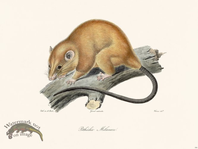 (image for) Cuvier 306 Pithechir Melanure