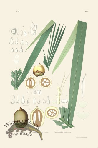 (image for) Rodrigues Palm Front 022