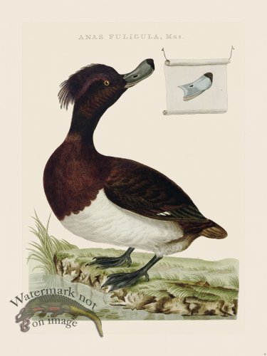 (image for) Nozeman Bird 050