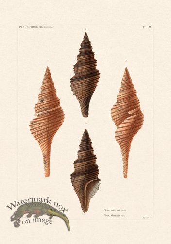 (image for) French Shell 032