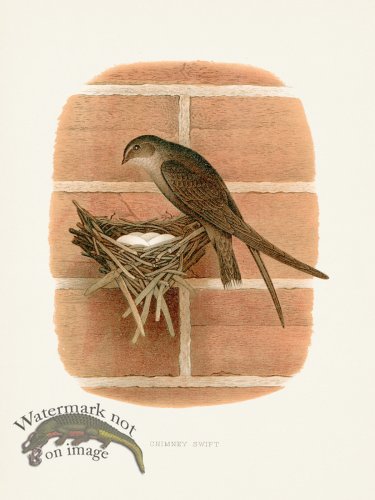 (image for) Thomas Gentry Bird 40