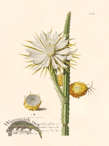 (image for) Trew Botanical 14