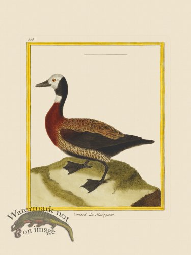 (image for) Martinet Bird 808