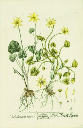 Blackwell German 205