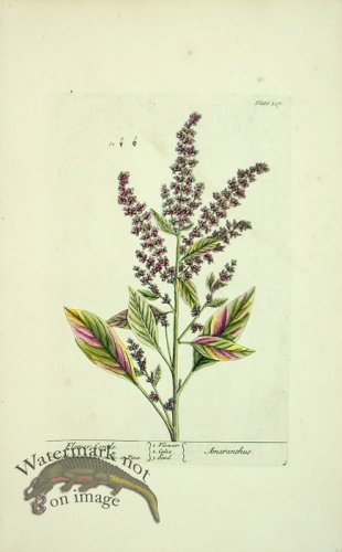 (image for) Blackwell E 50