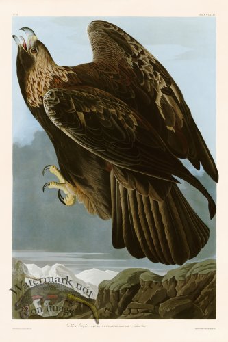 (image for) 181 Golden Eagle