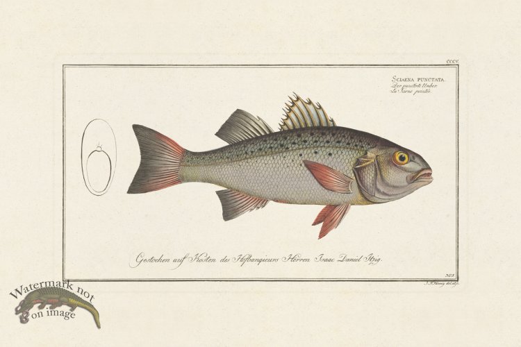 (image for) BLOCH FISH 305