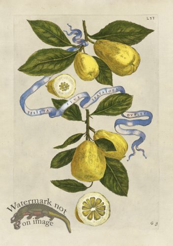 (image for) Ferrari 233