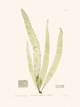 Bradbury Seaweed 150