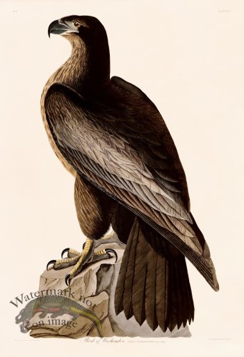 011 Bird of Washington