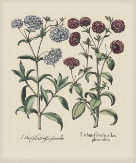 Besler 250 Colored B2