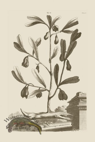 (image for) Abraham Munting 064