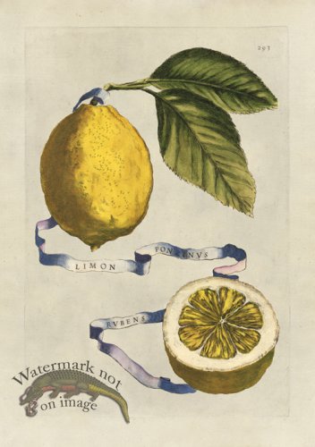 (image for) Ferrari 293