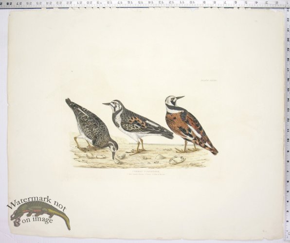 Common Turnstone - Male, Female & Young