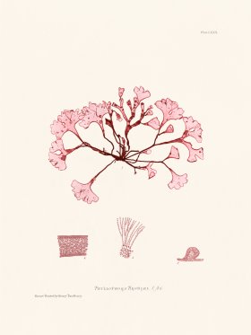 Bradbury Seaweed 080