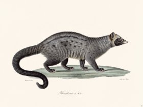 Cuvier 183 Paradox Of Damaging