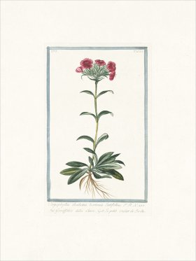 Bonelli 525 Sweet William