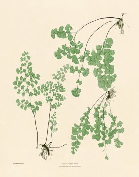 (image for) Bradbury Fern 04