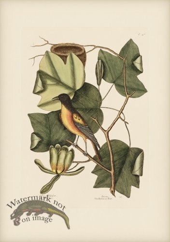 (image for) 048 Baltimore Bird