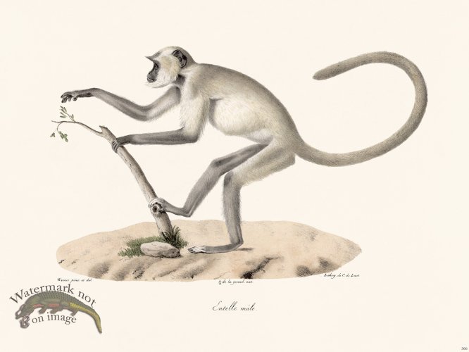 (image for) Cuvier 366 Male Part