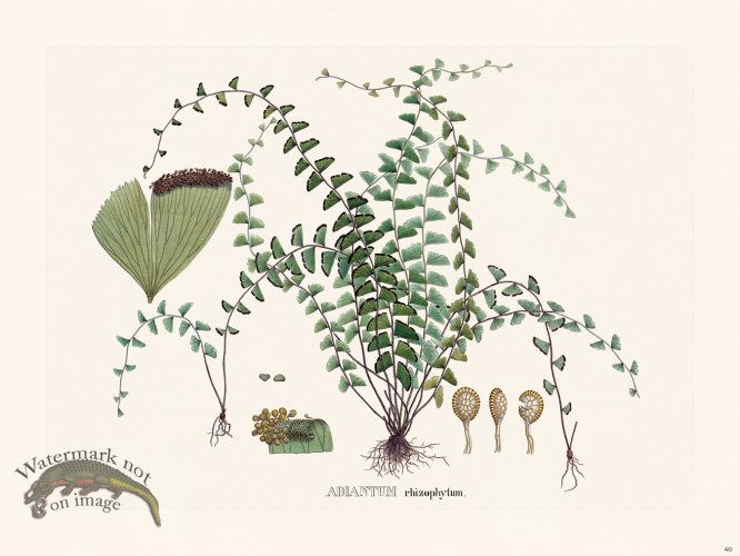 (image for) Ferns of Brazil 40