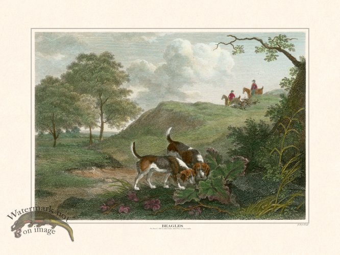 (image for) TSR Beagles