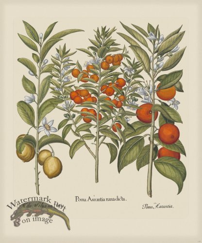 (image for) Besler 141 Colored B2