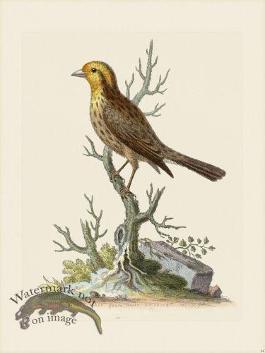 (image for) Edwards 044 Yellow headed Linnet